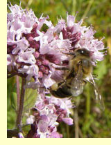 Душица обыкновенная (Origanum vulgare L.) Душица обыкновенная (Origanum vulgare L.)